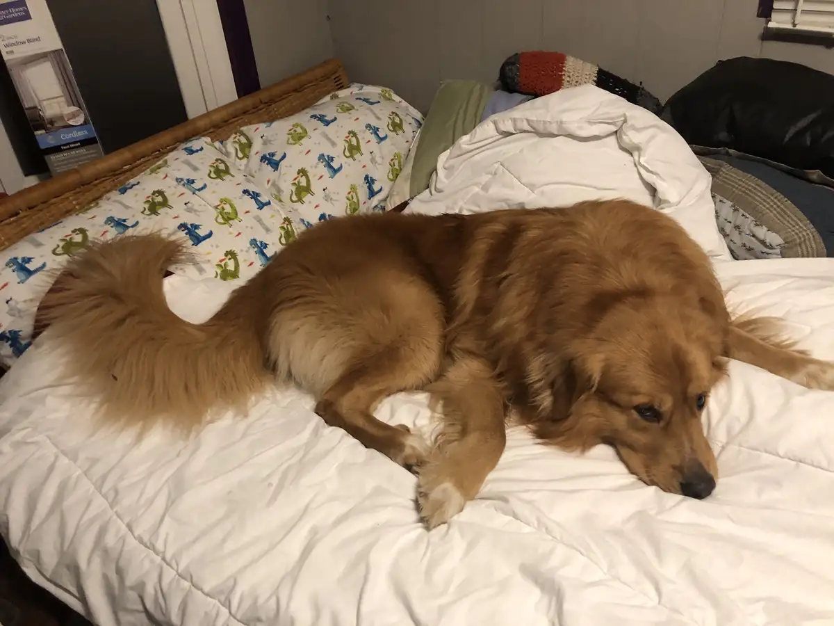 Team Acorn's Adorable Sploot in Action