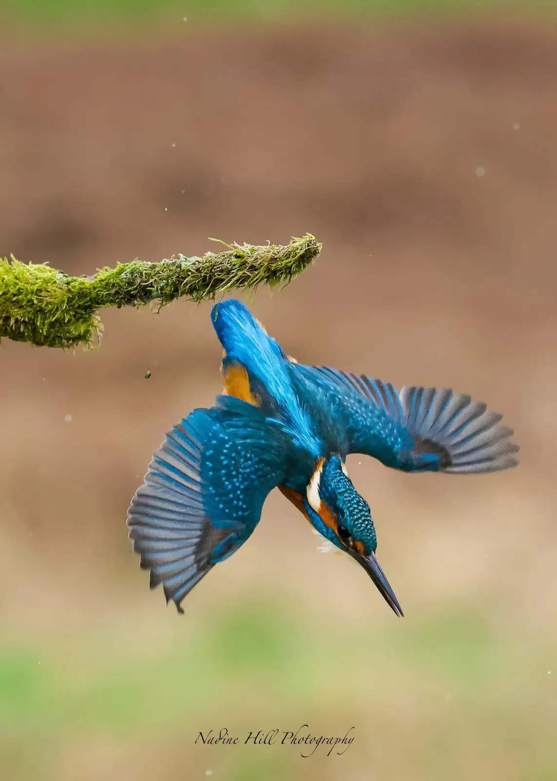 A vibrant blue kingfisher bird is captured mid-flight, diving headfirst toward water with wings spread, just below a…
