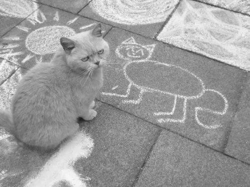 Meet today's adorable cat!