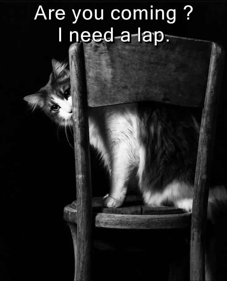 A black and white photo shows a fluffy cat peeking out from behind the back of a wooden chair, looking directly at the…