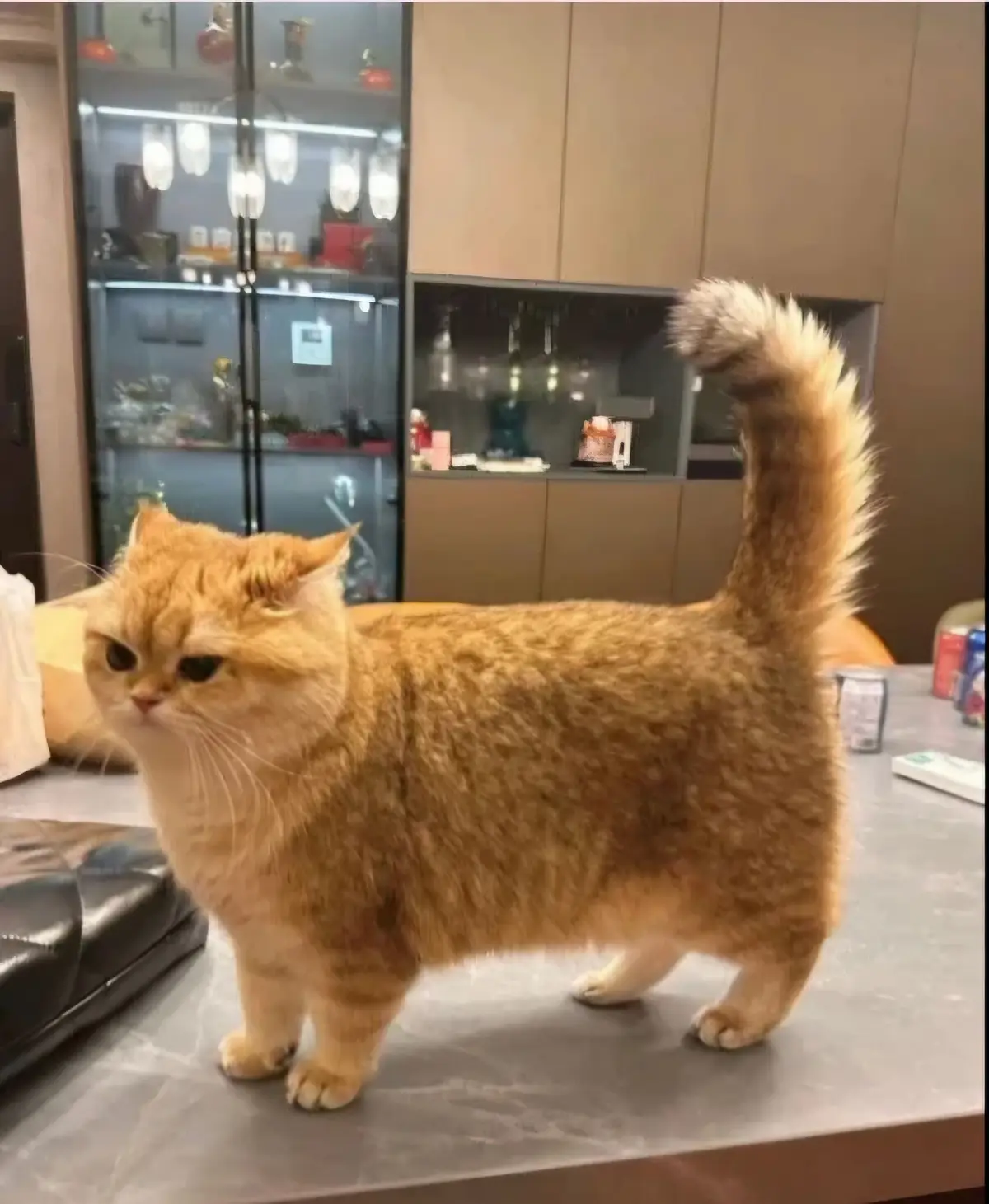 A fluffy, golden-orange cat with a downturned mouth and unimpressed expression stands on a kitchen counter, its tail held…