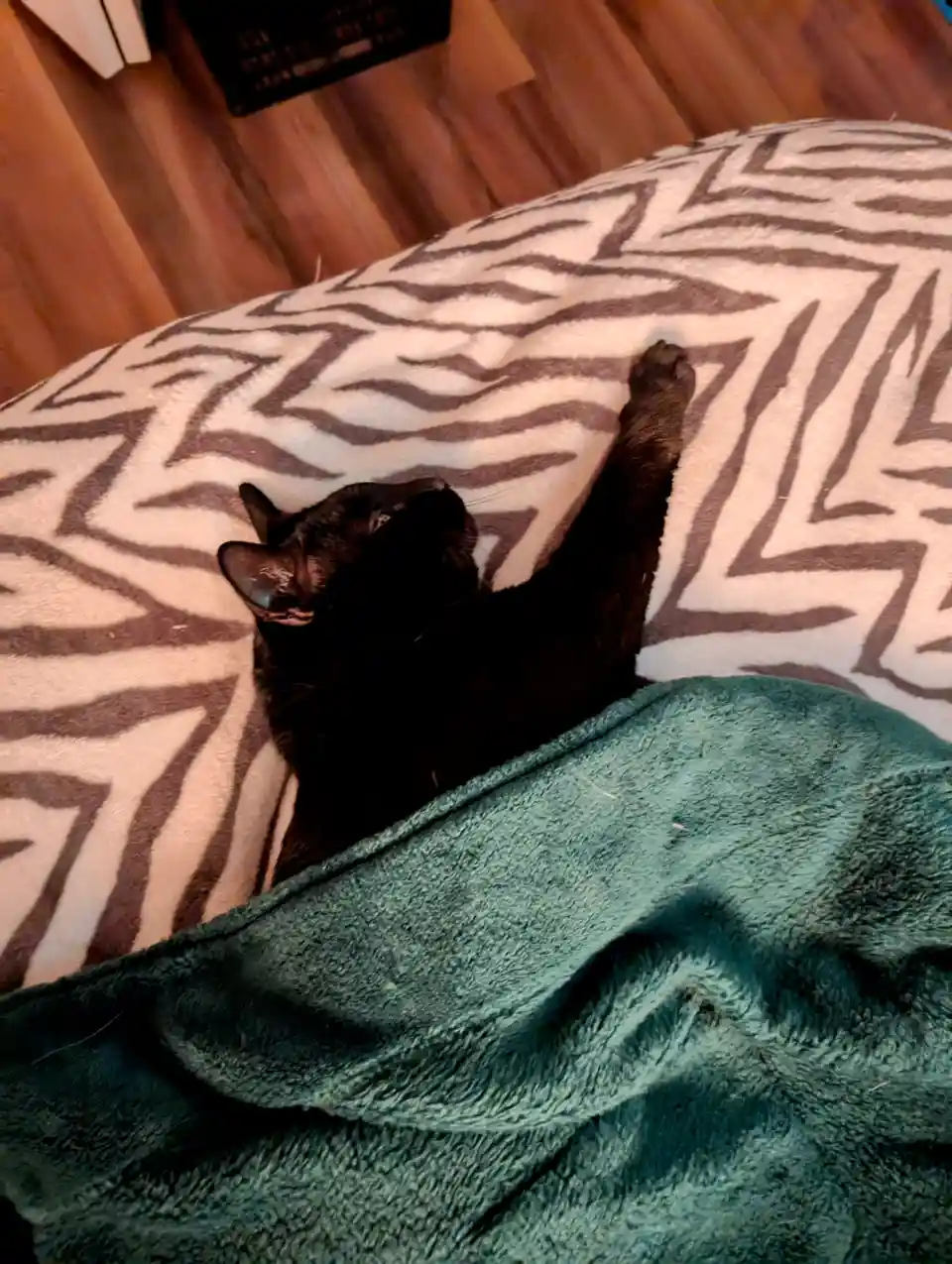 A black cat is lying on its back on a zebra-print blanket, one paw raised in the air, partially covered by a teal blanket…