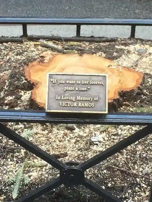 A plaque placed on a freshly cut tree stump reads 'If you want to live forever, plant a tree.' and 'In Loving Memory of…