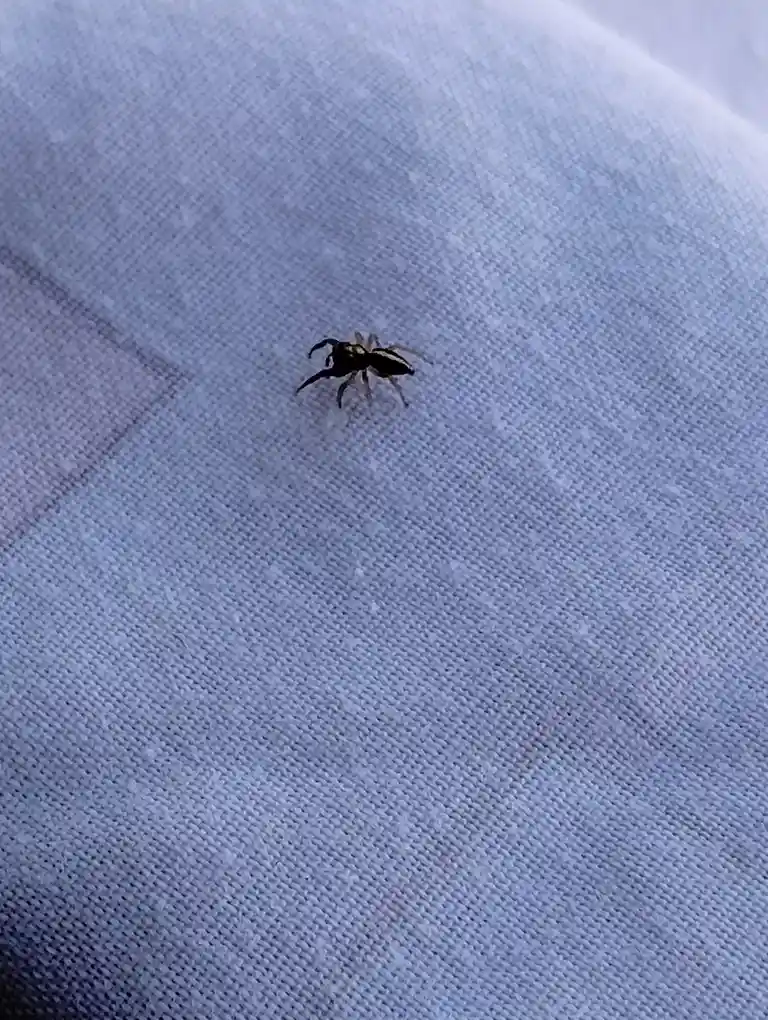 A small black and white jumping spider is centered on a light blue textured fabric, possibly a shirt. The image has no…