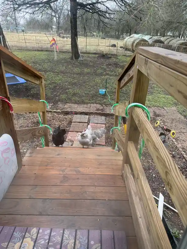 Unexpected Guests: Chickens at My Doorstep