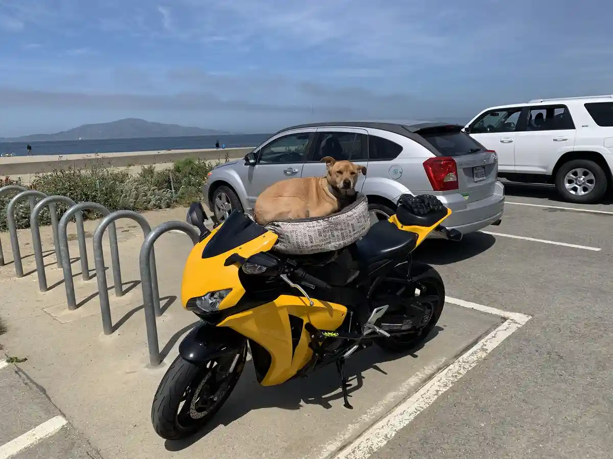 A tan dog sits calmly in a patterned dog bed placed on the seat of a bright yellow and black sport motorcycle parked in a…