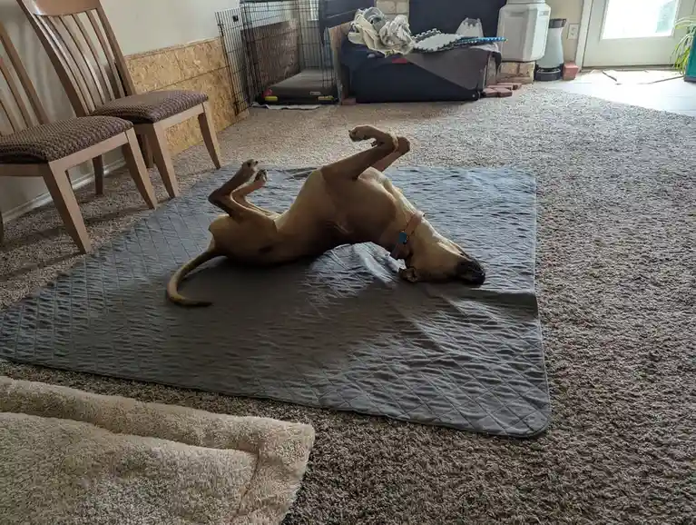 A tan dog is lying on its back on a gray quilted mat in a carpeted room, legs bent and paws up in the air, appearing to be…