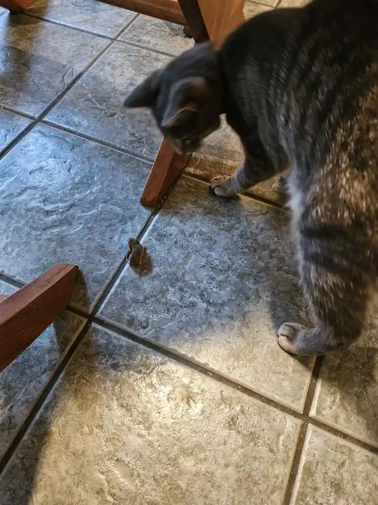 A gray tabby cat is crouched low on a tiled floor, intently staring at a small mouse that is also on the floor near a wooden…