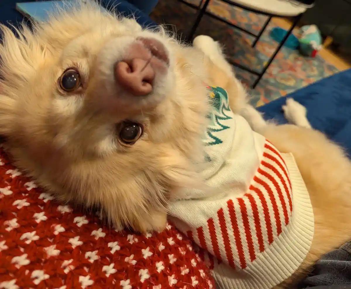 A small, fluffy, light-brown dog wearing a festive white sweater with red stripes and a green tree pattern lies on its back…