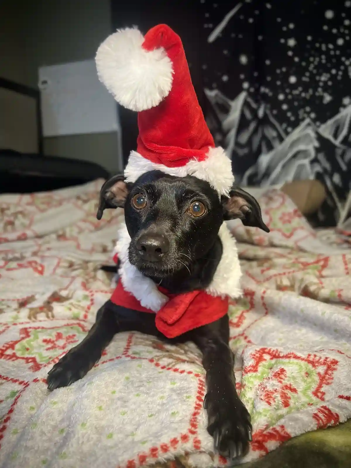 A black dog with large brown eyes sits on a festive blanket wearing a red and white Santa hat and a matching red vest with…