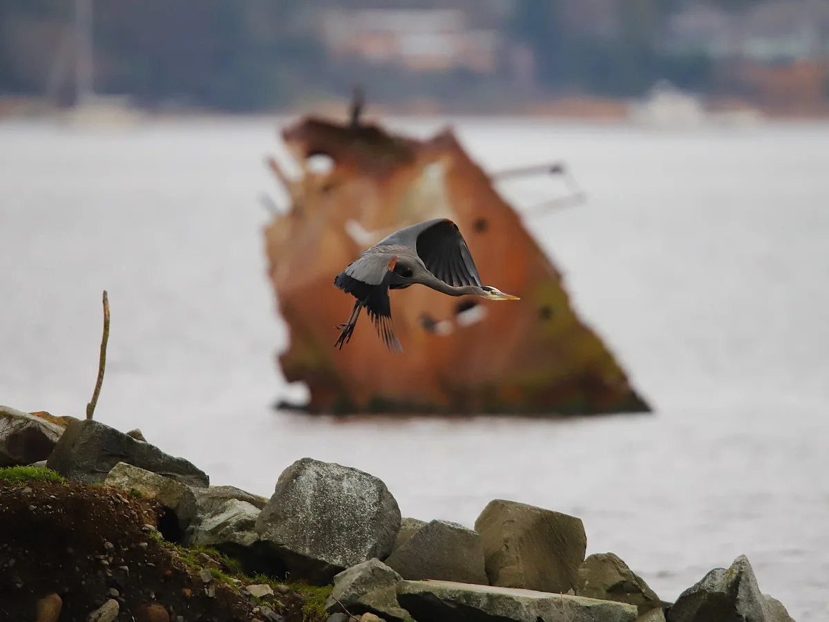 A grey heron is captured mid-flight over a rocky shoreline, with a large, rusted shipwreck visible in the blurred background…