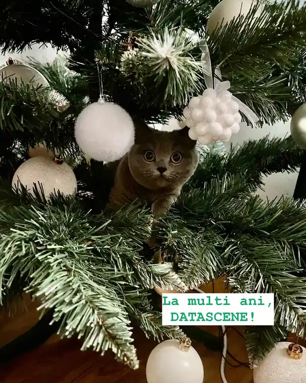 A grey cat with wide, startled eyes is peeking out from behind the branches of a decorated Christmas tree adorned with white…