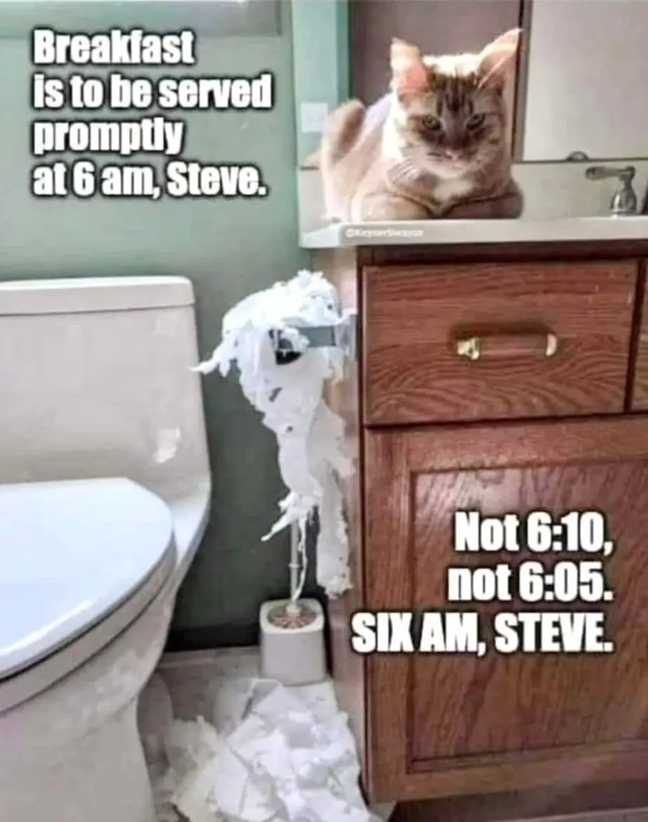 A cat sits atop a bathroom sink cabinet, looking sternly at the camera, while a toilet paper roll is shredded and strewn…