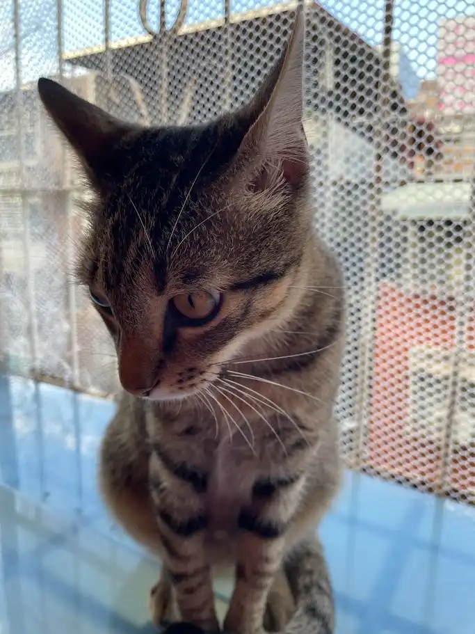 A tabby cat with brown and black stripes sits on a glass surface behind a metal mesh screen, looking down with a tired…