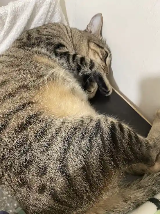 Adorable Cat Moments