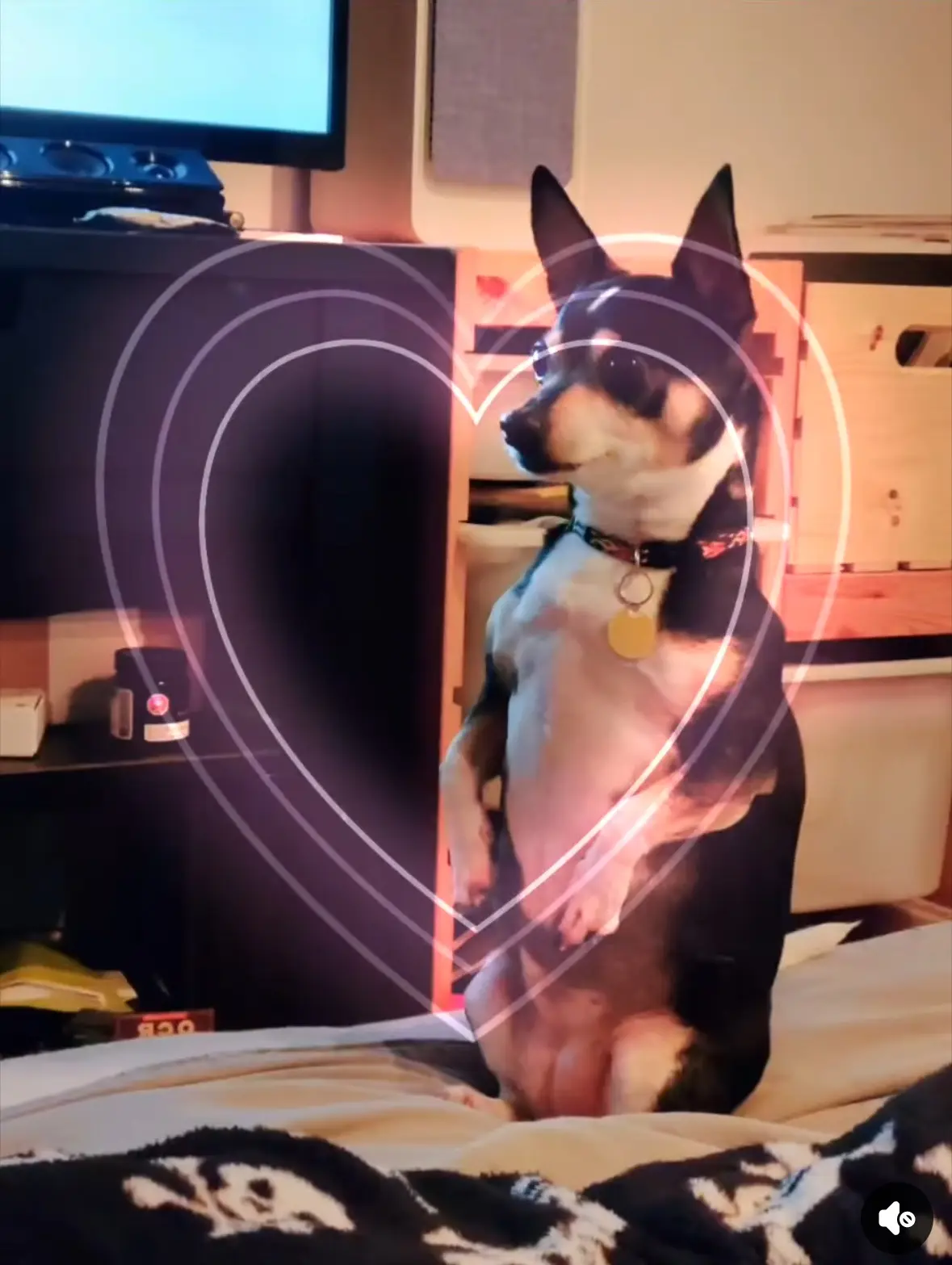 A small black and white dog sits upright on a bed, looking off to the side, with a glowing, animated heart outline…