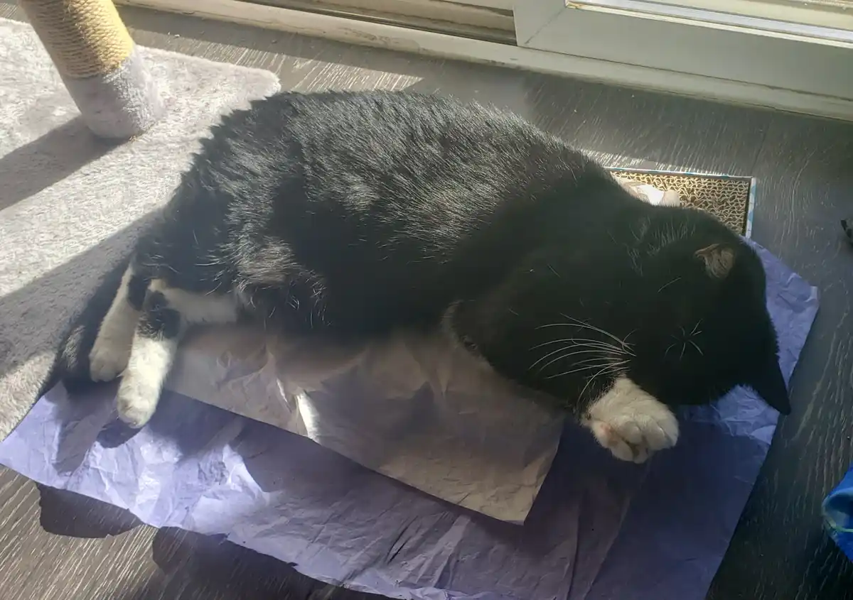A black and white cat is sleeping soundly on a crumpled purple paper bag placed on a dark wood floor near a window. The…