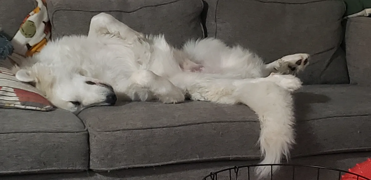 A fluffy white dog is lying on its back on a gray couch, legs and paws in the air, appearing deeply relaxed or asleep. The…