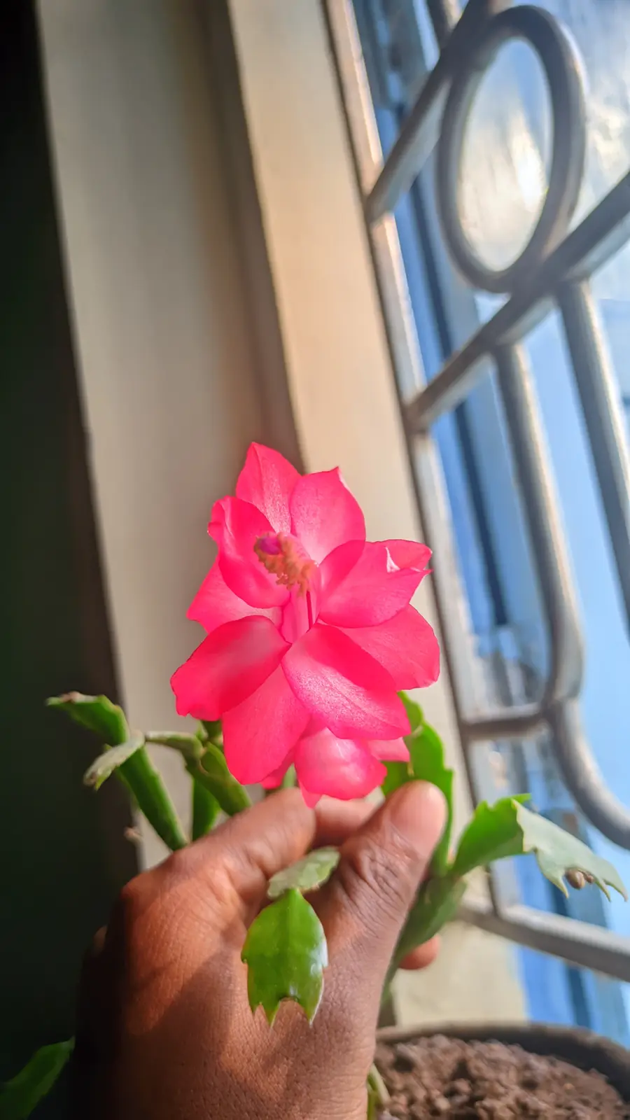 A hand holds a vibrant pink flower, likely a Christmas cactus, in front of a window with metal bars. The flower is in sharp…