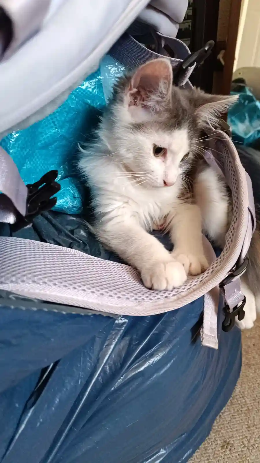 A fluffy gray and white kitten is curled up inside an open backpack lined with blue plastic, looking sideways with a bored…