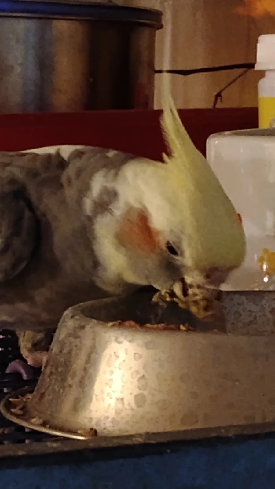 A cockatiel with grey, white, and orange feathers is leaning over a metal food bowl, appearing to eat. The bird's head is…