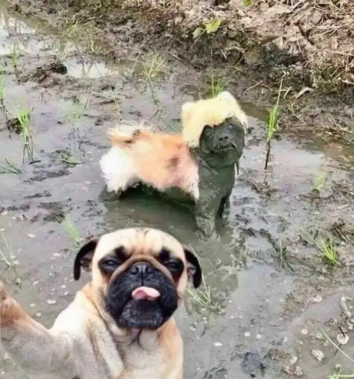 A pug in the foreground holds up a paw as if taking a selfie, looking directly at the camera with its tongue out. Behind it…