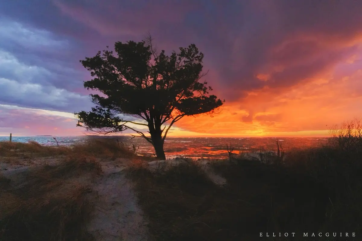 A solitary tree stands on a sandy dune overlooking a body of water at sunset, with a dramatic sky of orange, pink, and…