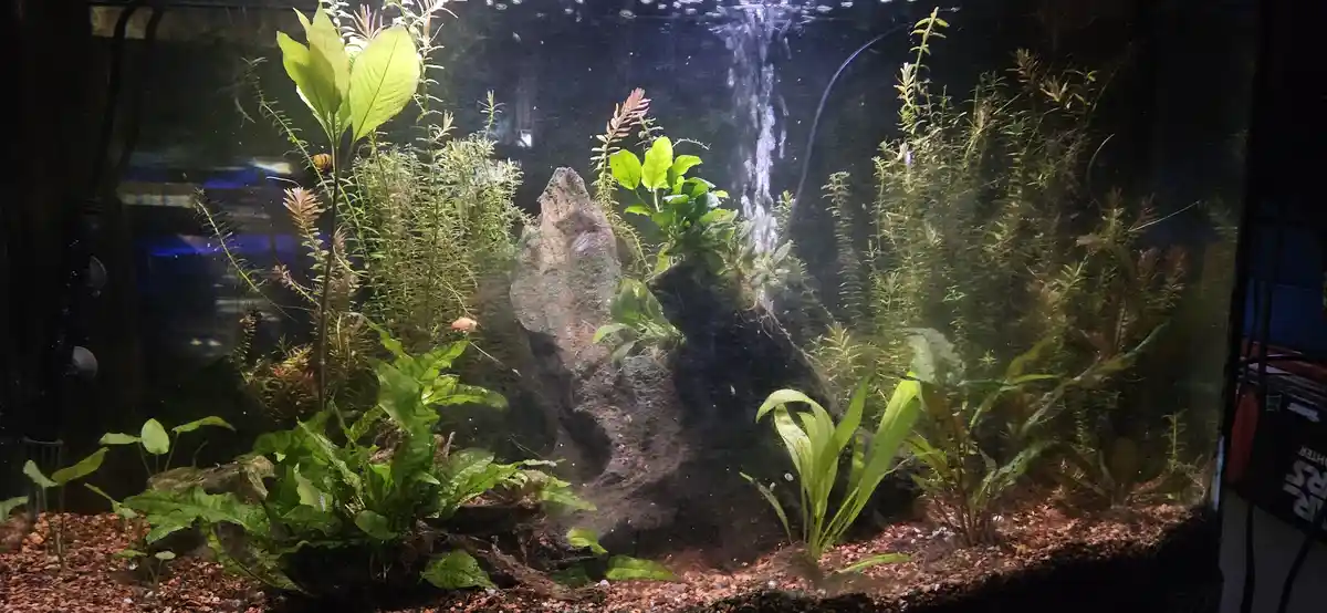 A well-lit, densely planted aquarium with various green aquatic plants, a central rock formation, and a visible air stone…