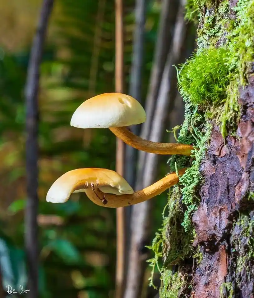 Two small, light-brown mushrooms grow side-by-side on a moss-covered tree trunk in a forest. The top mushroom is upright…