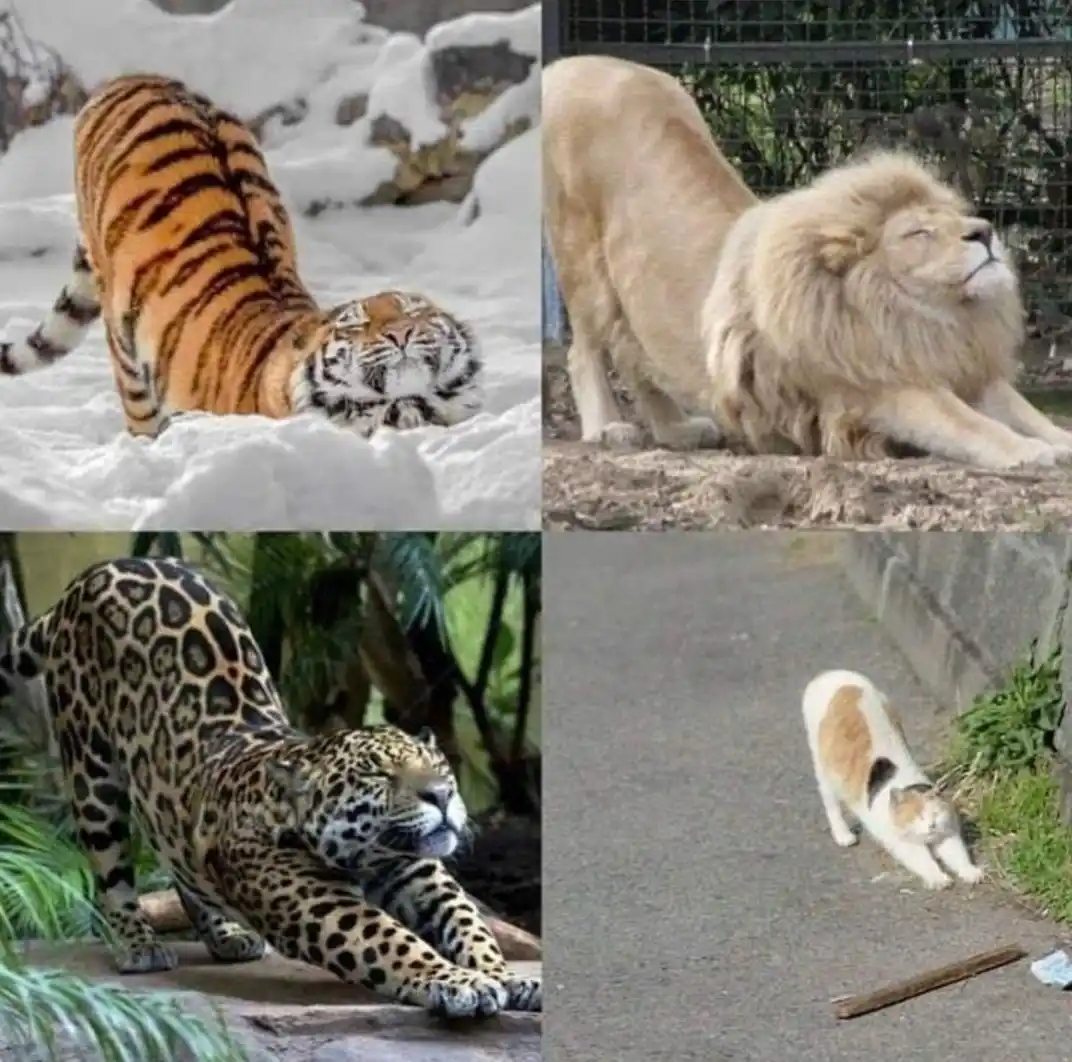 A four-panel image shows a tiger, a lion, a jaguar, and a domestic cat all stretching in similar poses, with the overlaid…