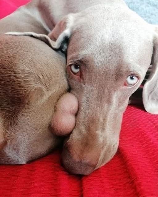A close-up photo of a Weimaraner dog resting its head on a red textured blanket, looking directly at the camera with wide…