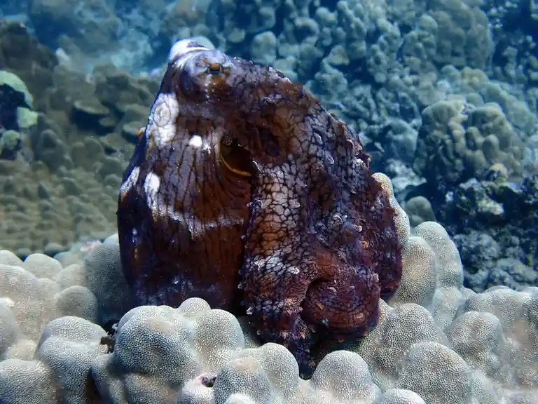 Definitely Not a Sea Slug: Keep Your Distance, Deep!