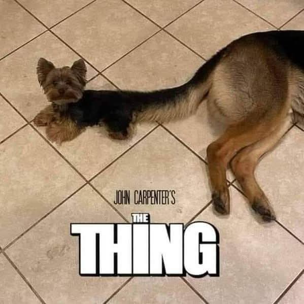 A small Yorkshire Terrier is lying on a tiled floor, its body stretched out unnaturally long, resembling a German Shepherd's…