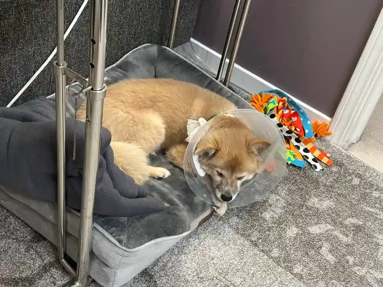 A light brown dog wearing a clear plastic cone of shame is lying down on a grey dog bed next to a metal frame, looking tired…