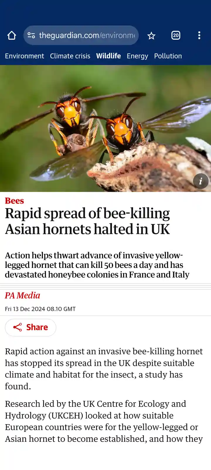 Forget the Hornets: A Bold Statement