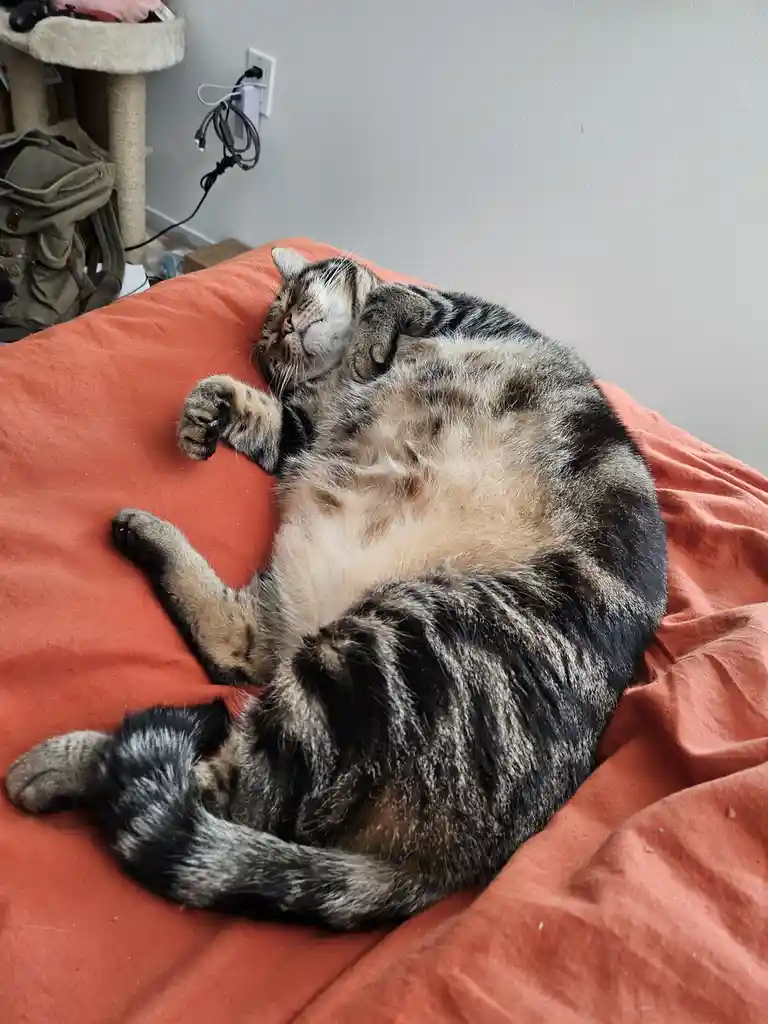 A tabby cat with a striped coat is lying on its back on a coral-colored blanket, exposing its belly and sleeping peacefully…