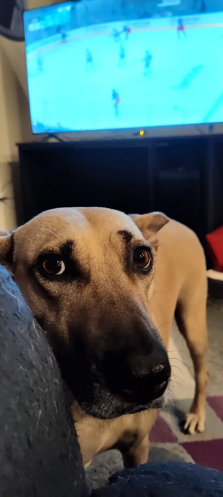 A tan dog with dark muzzle and expressive brown eyes stares directly at the camera with a sad, disappointed expression…