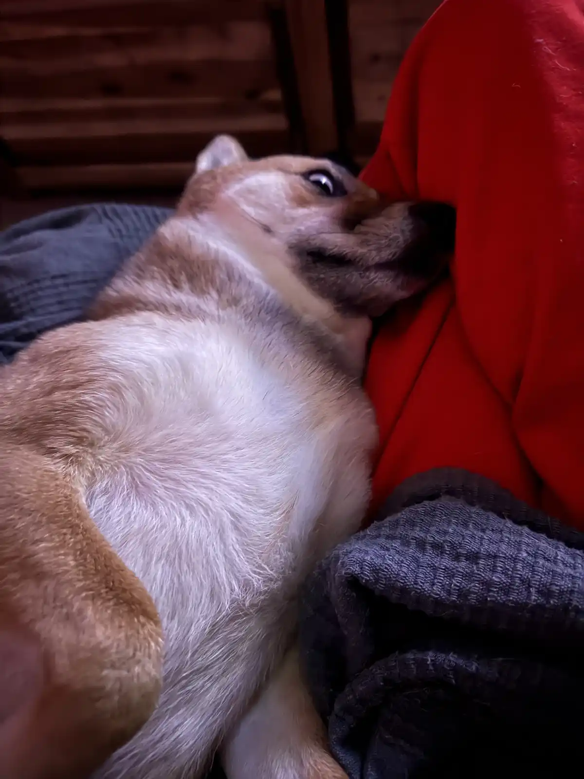 A tan and white dog with a relaxed expression lies nestled against a person's red clothing, its head resting comfortably…