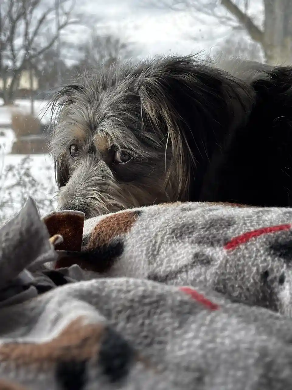 A shaggy, long-haired dog with dark and gray fur peers sadly out a window at a snowy outdoor scene, its head resting on a…