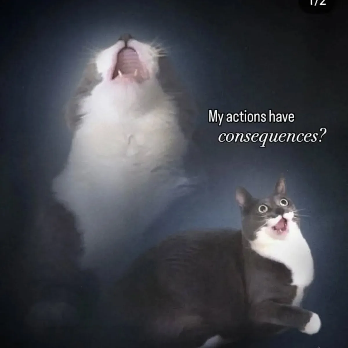 A large, fluffy cat with its mouth wide open in a dramatic yell, positioned behind a smaller, wide-eyed black-and-white cat…