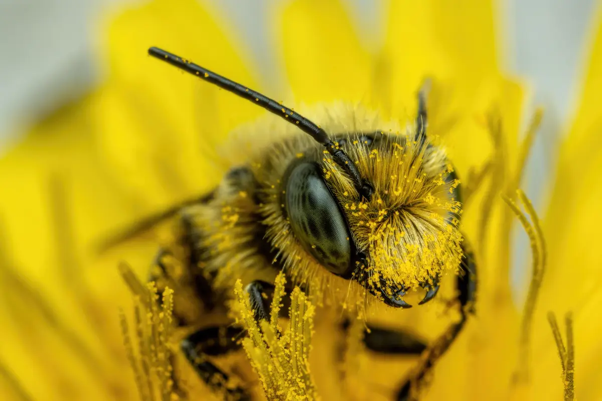 A macro photograph shows a fuzzy bee covered in yellow pollen, perched on a bright yellow flower. The bee's large compound…