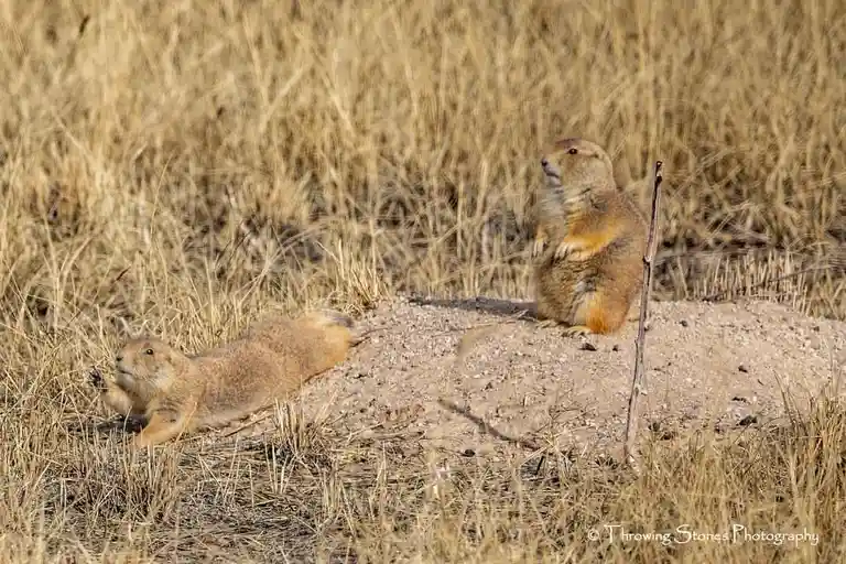 Two prairie dogs are pictured in a dry grassy field; one is lying down while the other stands upright on a dirt mound. The…