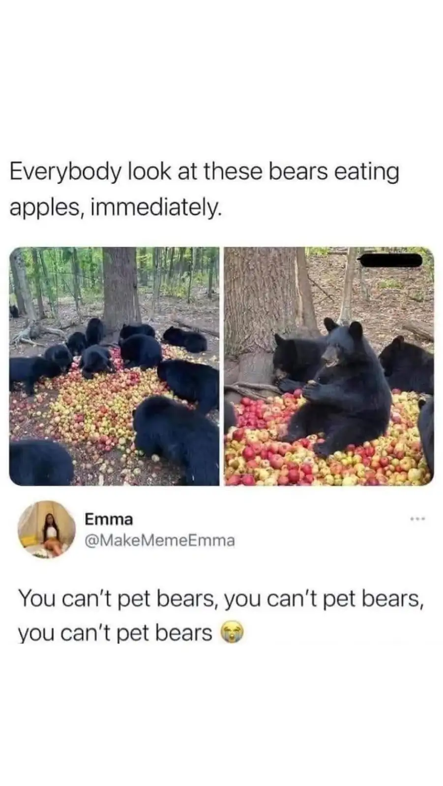 The image shows two photos of black bears gathered in a wooded area, surrounded by and eating a large pile of red and yellow…