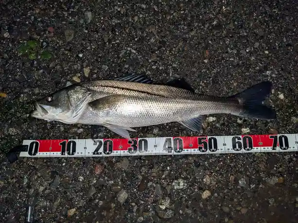 A large, silvery fish with a dark lateral stripe lies on a gravel surface next to a measuring tape that shows its length as…