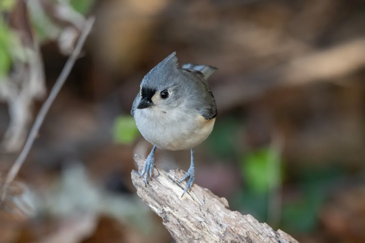 Birdwatching Adventures in Virginia: November and December 2024