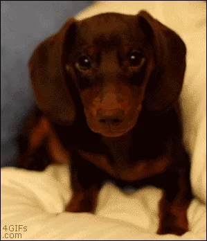 A sequence of six images shows a brown dachshund puppy transitioning from sitting upright and looking alert to lying down…
