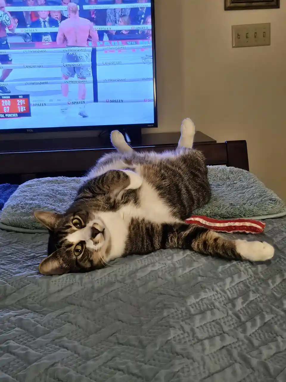 He totally knows he's adorable