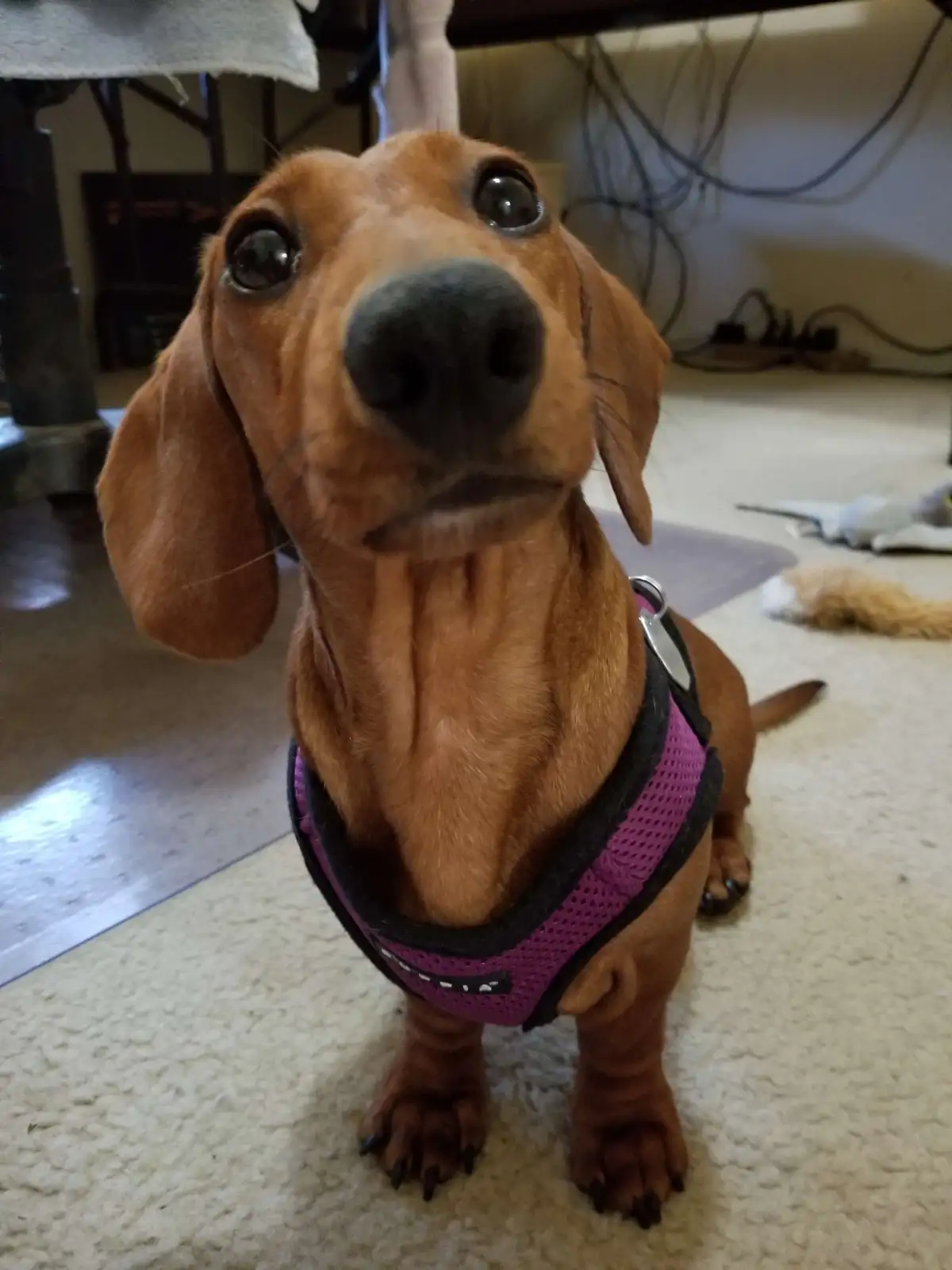 A close-up photo of a brown dachshund wearing a purple and black harness, looking directly at the camera with wide, pleading…