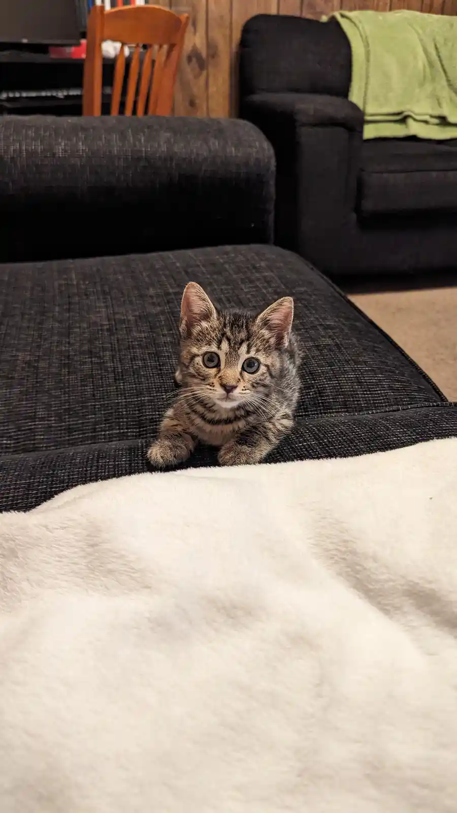 A small tabby kitten with wide, innocent eyes sits upright on a dark gray couch cushion, looking directly at the camera. In…