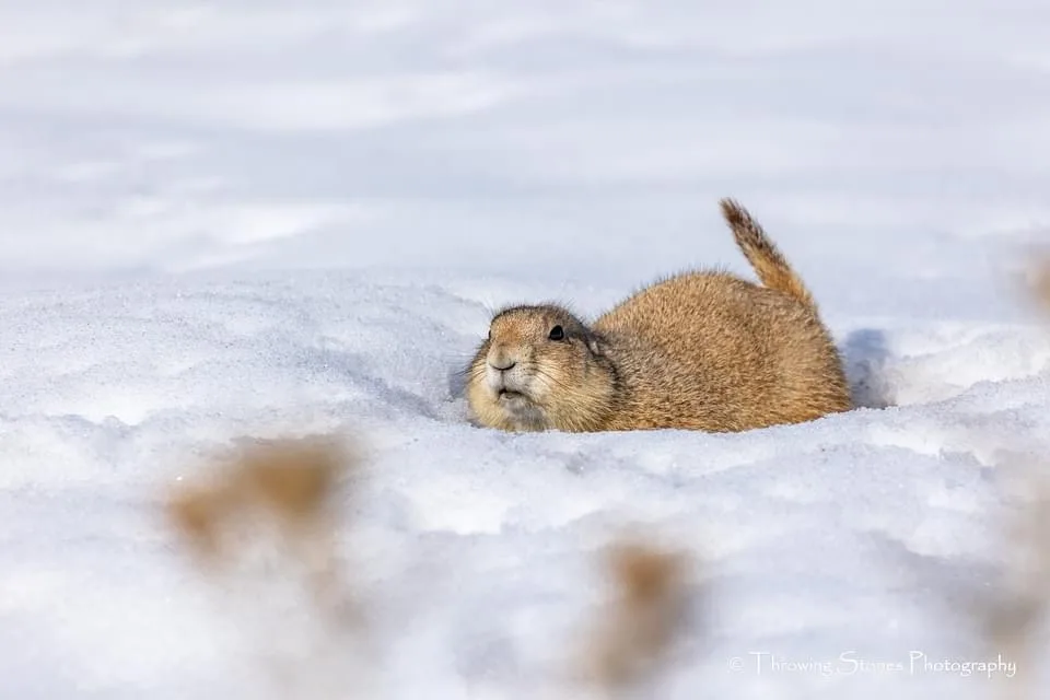 A brown prairie dog is partially buried in snow, looking upward with a slightly open mouth and raised tail. The image has…